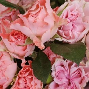 Meet your Posher, Viv